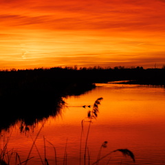 Federsee Bad Buchau im Abendrot